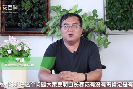 长春花