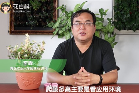 五彩络石