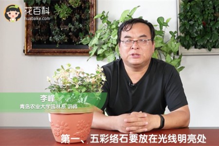 五彩络石