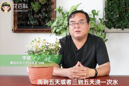 五彩络石