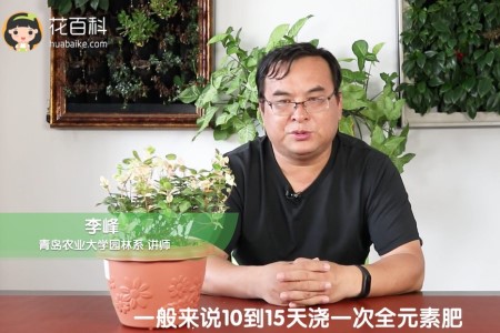 五彩络石