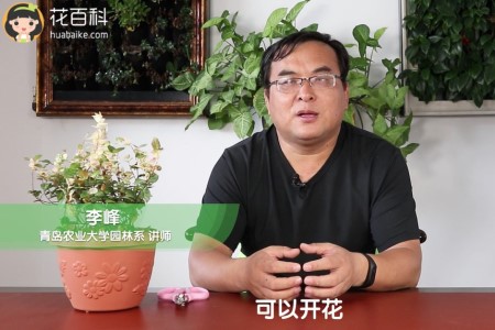 五彩络石