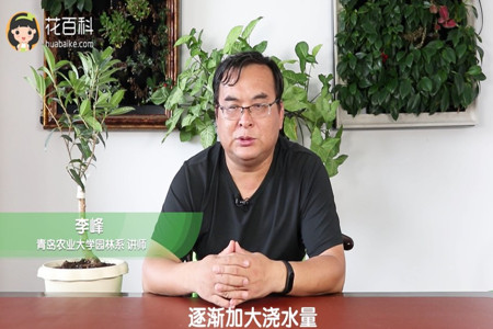 逐渐加大浇水量