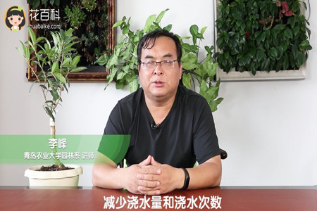 减少浇水量和浇水次数