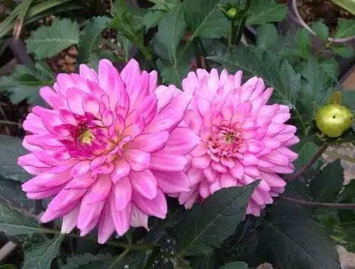 大丽花