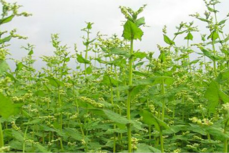 金荞麦