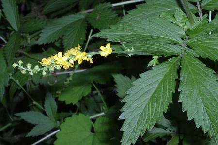 龙牙花叶子图片图片