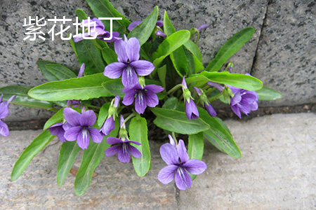 紫花地丁叶子