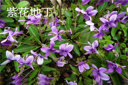 紫花地丁花朵