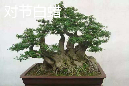 對節(jié)白蠟和小葉女貞的區(qū)別