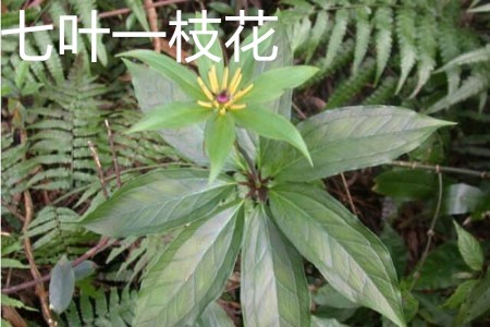 七叶一枝花