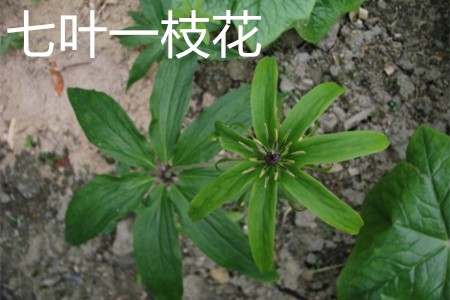 七叶一枝花