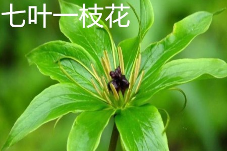 七叶一枝花