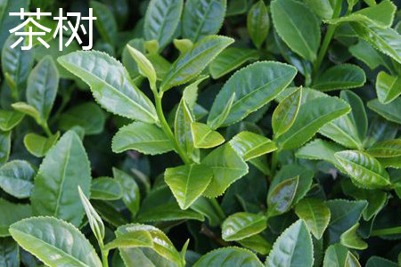 茶树