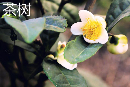 茶树