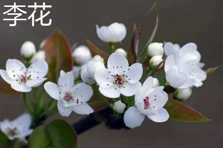 李花和梨花的區(qū)別