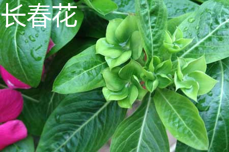 長春花和鳳仙花的區(qū)別