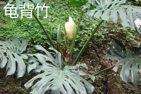 龟背竹