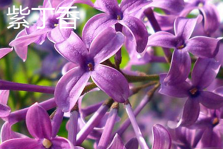 紫丁香.jpg