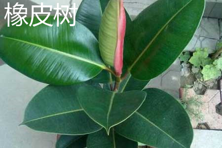 橡皮樹和橡膠樹的區別