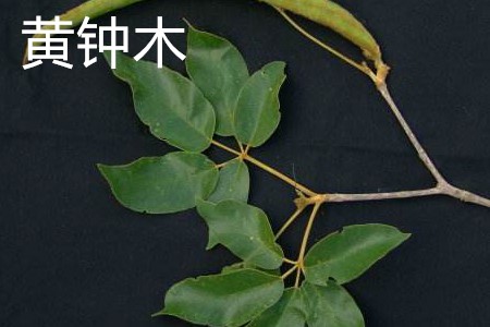 黄钟木
