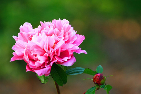 芍药