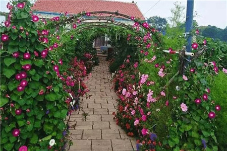 牵牛花