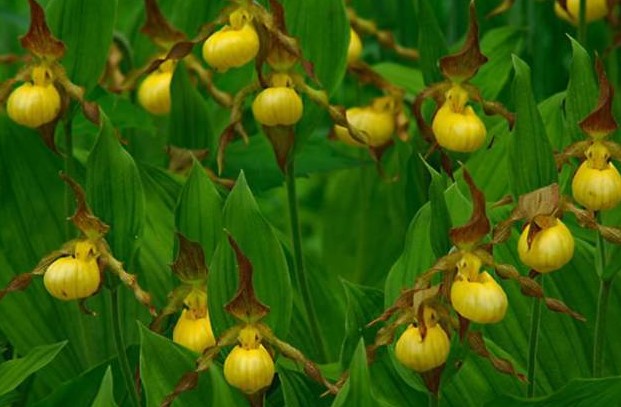 黄色女士拖鞋（植物）