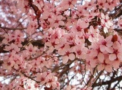 梅花