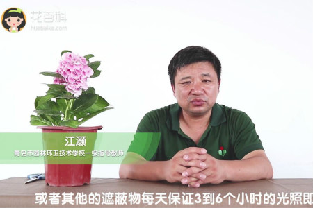 绣球花