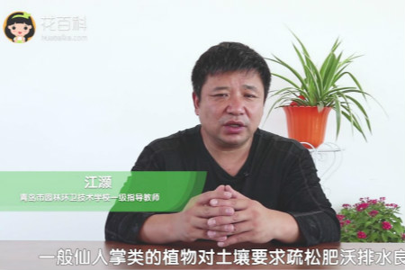 仙人掌