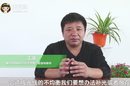 仙人掌 仙人掌