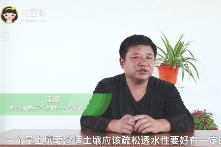 仙人球