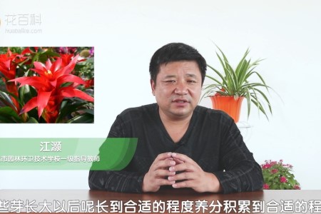 鸿运当头