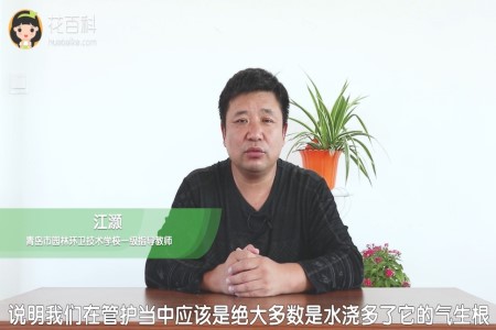 蝴蝶兰