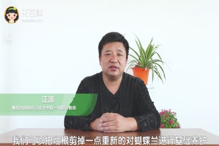 蝴蝶兰
