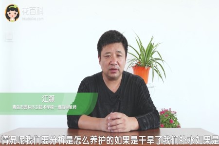 玫瑰