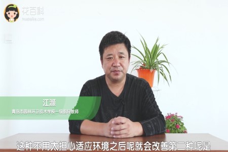 玫瑰