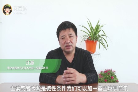 茉莉