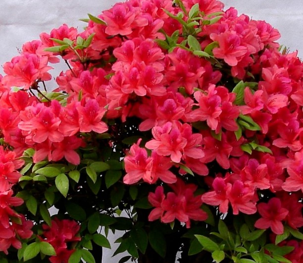 杜鹃花