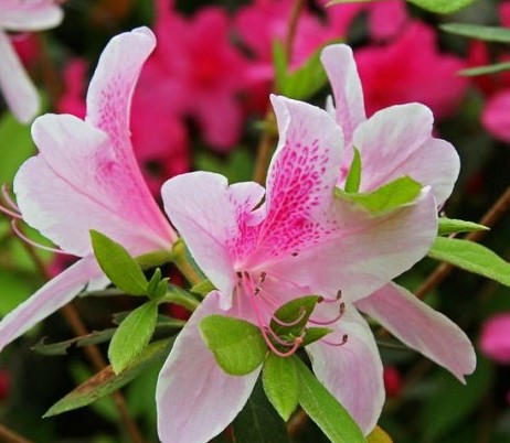 杜鹃花