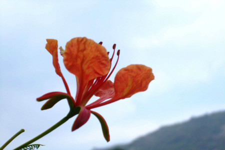 凤凰花