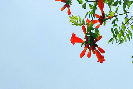 凌霄花