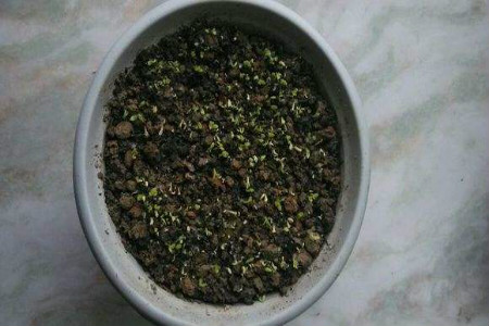 火龙果