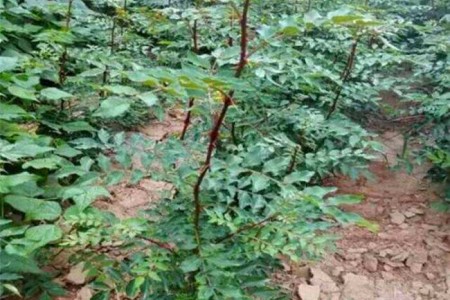 小花椒树