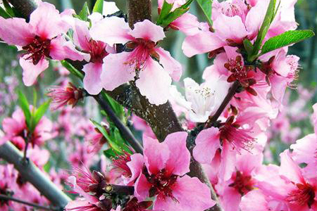 桃花