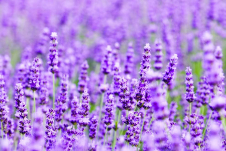 紫色的花有哪些 花百科