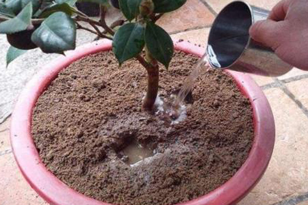 栀子花