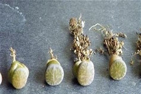 修过根的生石花