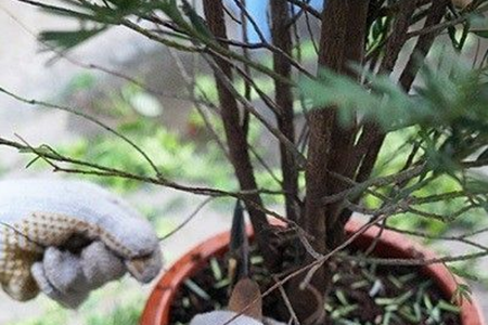 红豆杉